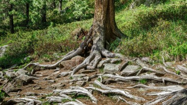 Reiniging met water - hoe Geberit AquaClean helpt hout te besparen