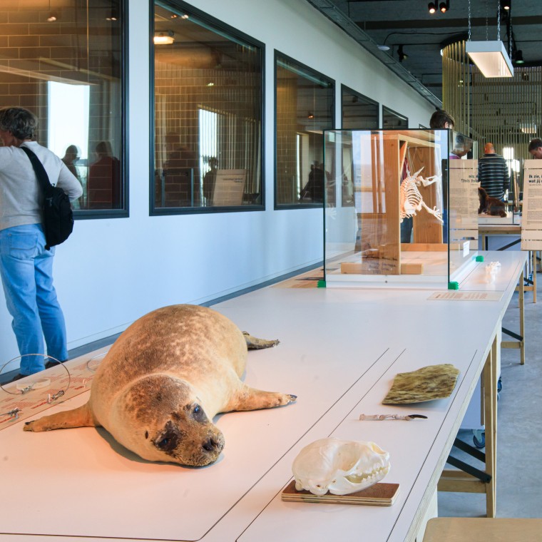 Wist u dat de zeehond het grootste roofdier van Nederland is? (© Tjeerd Visser)