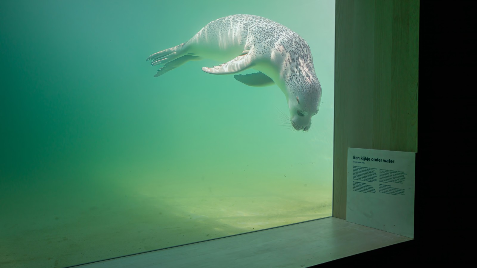 Gewonde of zieke dieren moeten zo snel mogelijk weer naar de wildernis kunnen terugzwemmen (© Tjeerd Visser) Gewonde of zieke dieren moeten zo snel mogelijk weer naar de wildernis kunnen terugzwemmen (© Tjeerd Visser)