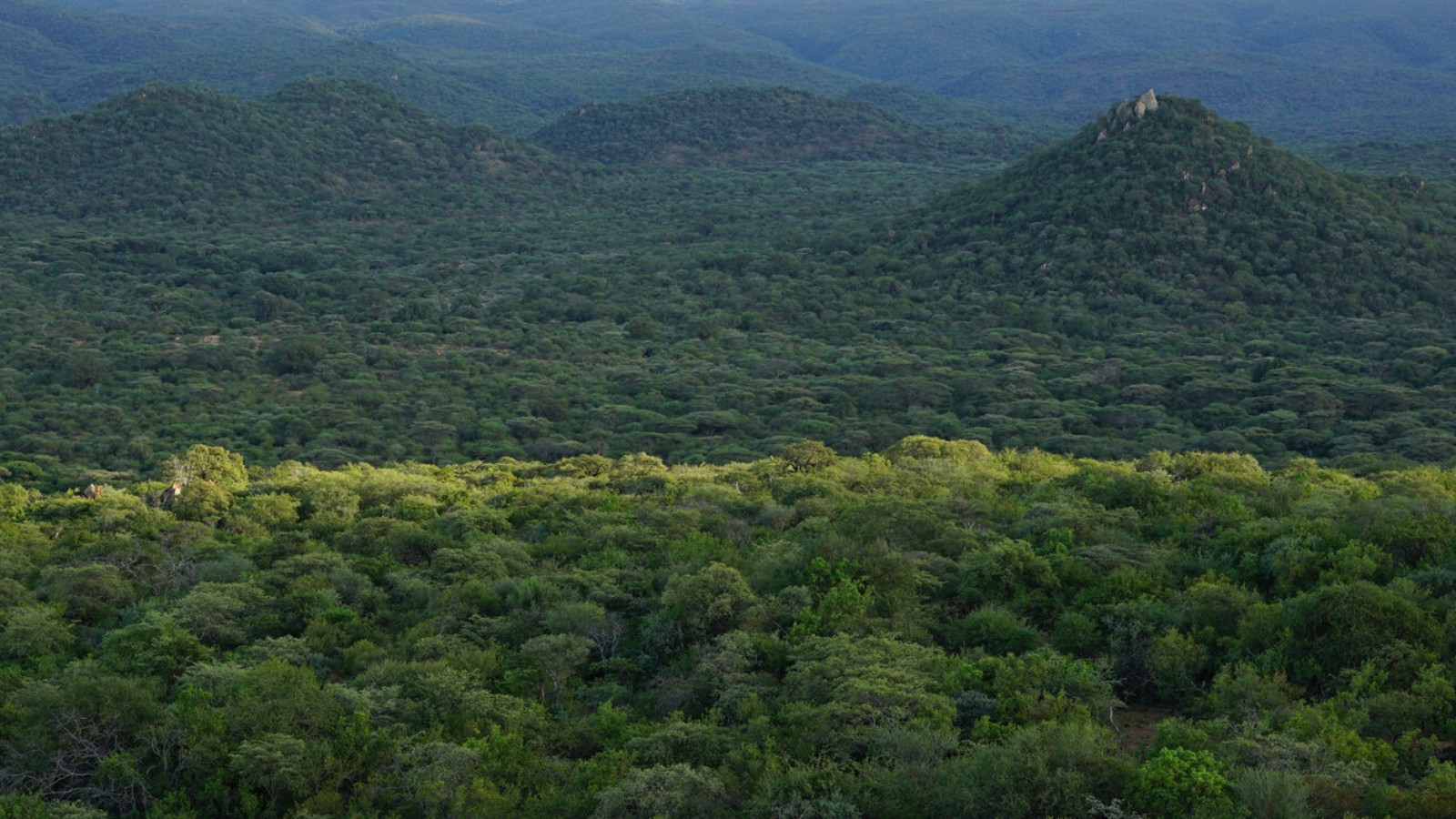 Bosbeschermingsproject